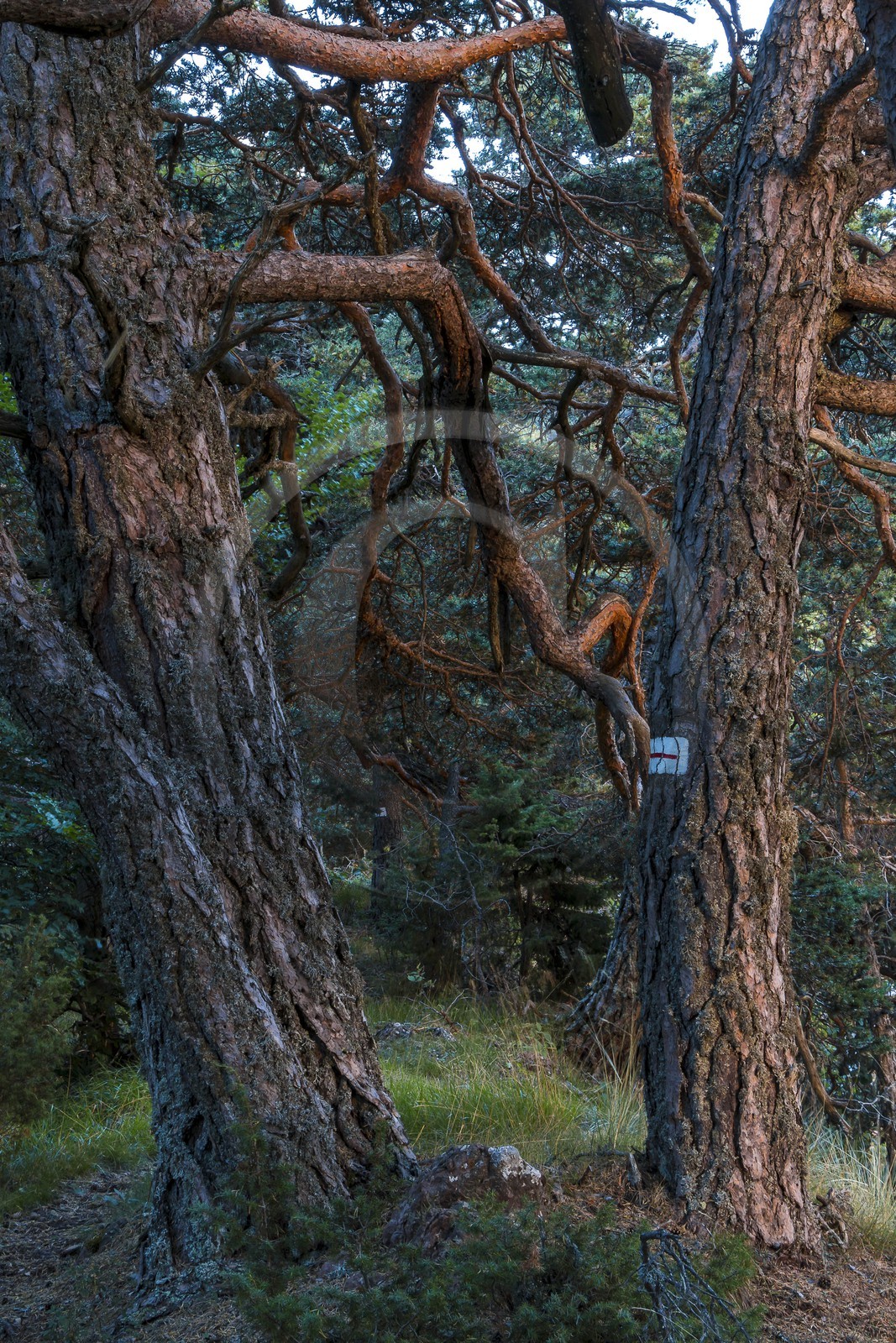 Les Monges, forêt domaniale des Monges