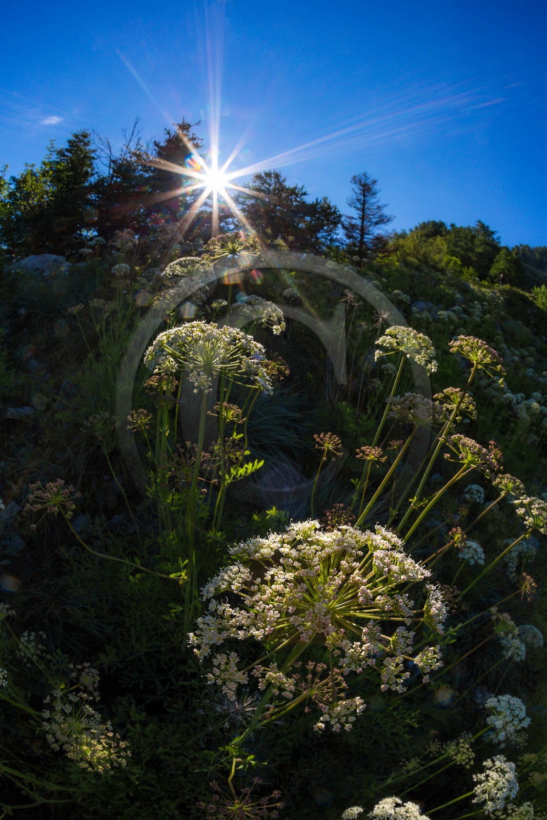 Bois du Chapitre, forêt domaniale de Gap-Chaudun