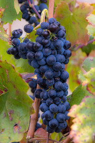 Domaine du Mont Guillaume, cépage le Mollard