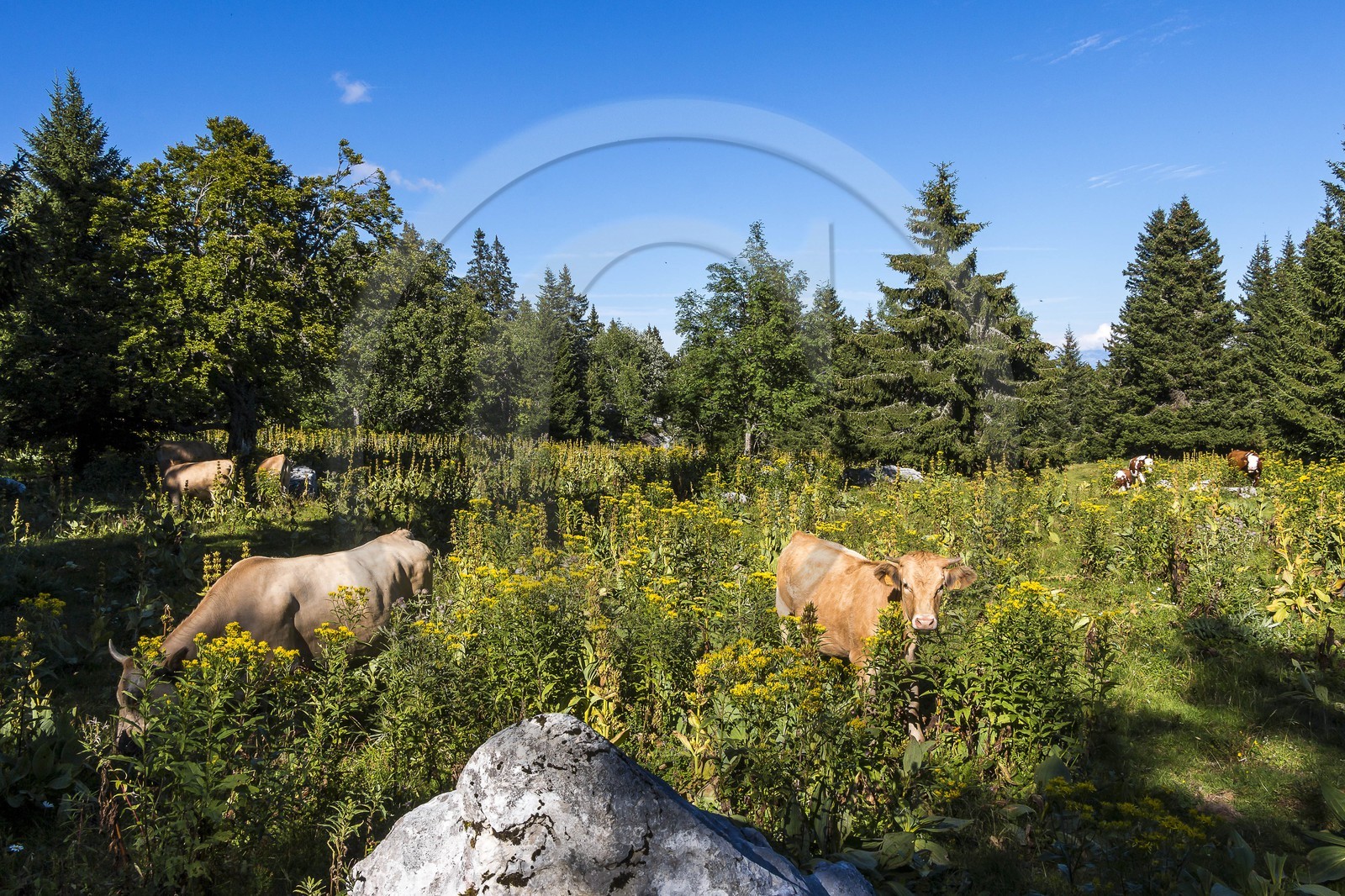 ENS de l'Isère, Plateau de la Molière et du Sornin, du plateau de Sornin