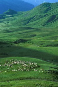 Alpage de Jujal, Le Bailou, berger