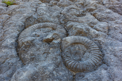 Dalle à ammonites