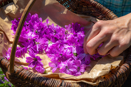 Les cueillettes du Lauzet, mauve de Mauritanie, malva mauritania