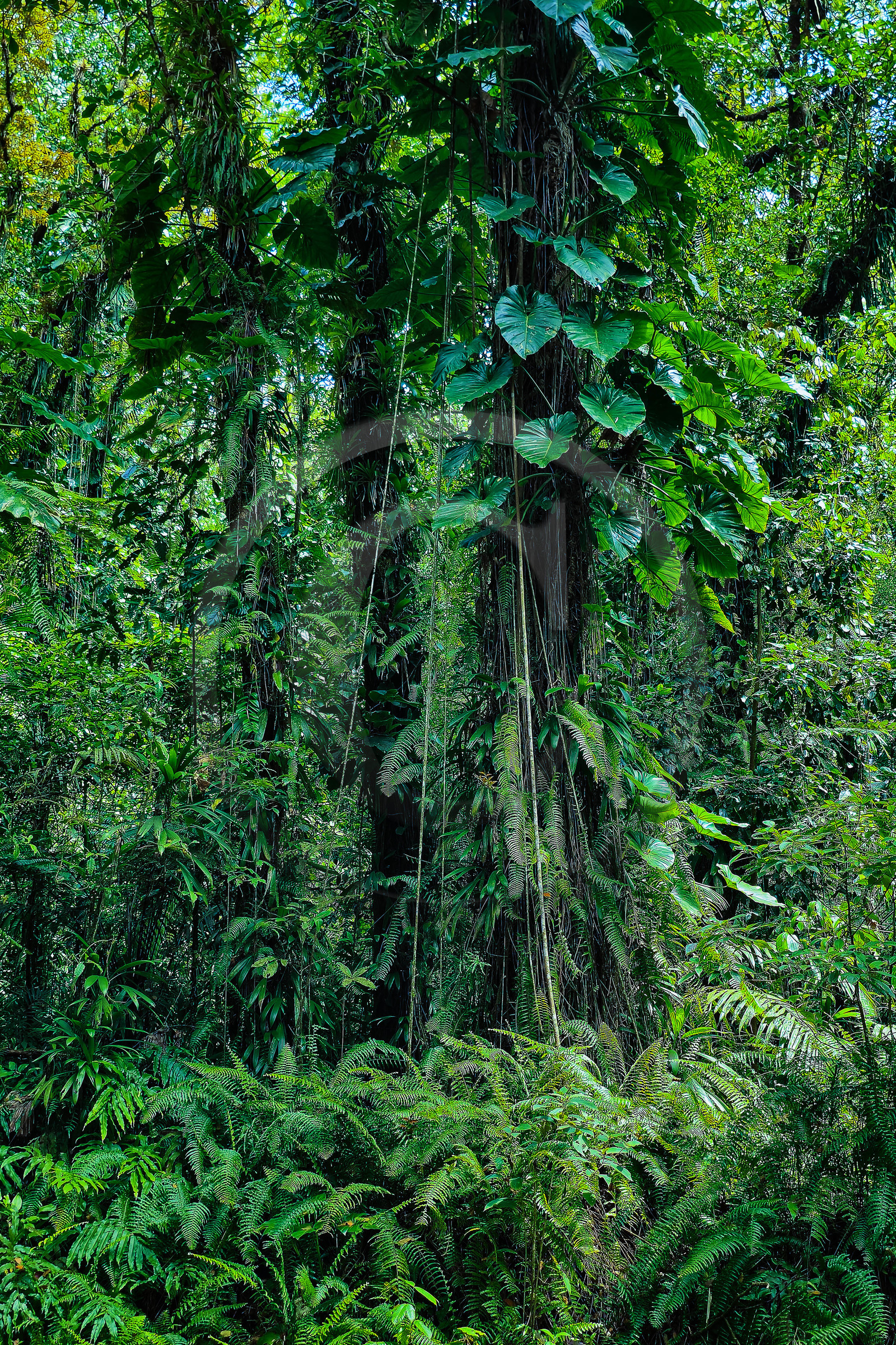 Forêt tropicale, Parc national de la Guadeloupe
