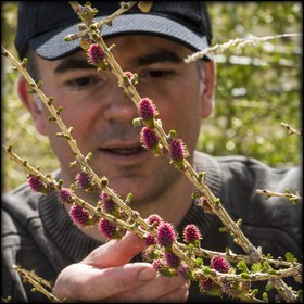 cueillette des fleurs de mélèze