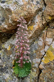 Saxifrage à nombreuses fleurs, Saxifraga florulenta
