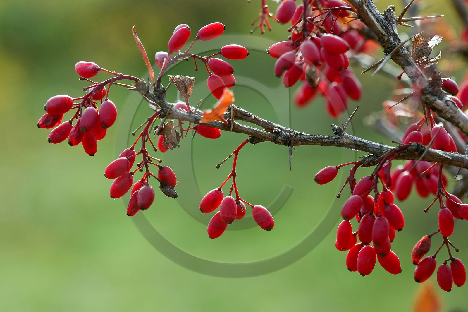 Les jardins des hautes terres de Anne Robichon