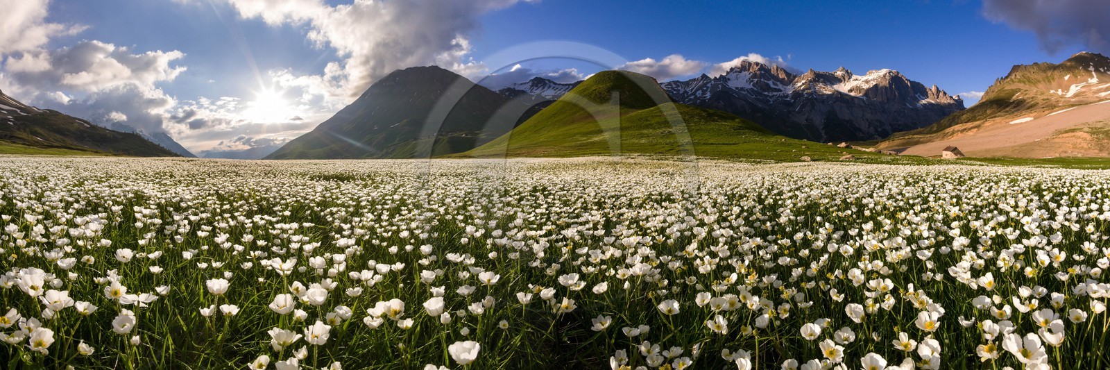 Parc national des Ecrins, Col du Lautaret,, Renoncule de Küpfer, Ranunculus kuepferi