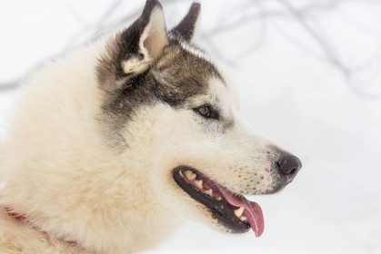 Pays de Serre-Ponçon, Réallon, EdenGaia, chiens de traineau