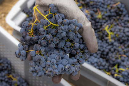 Domaine du Mont Guillaume