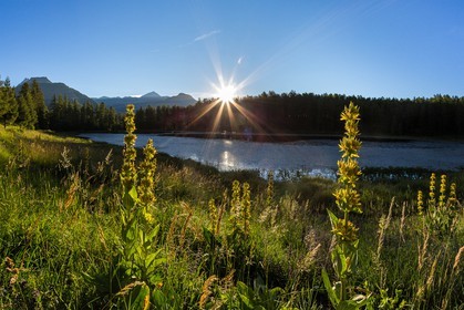 Parc naturel régional du Queyras, lac de Roue, gentiane jaune, Gentiana lutea