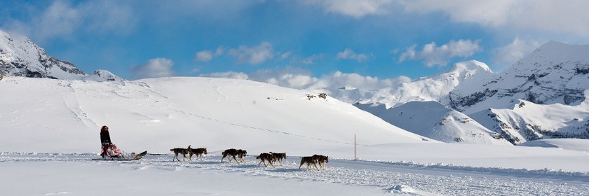 Chiens d'attelage