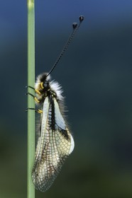 papillon, ascalaphe, Ascalaphidae