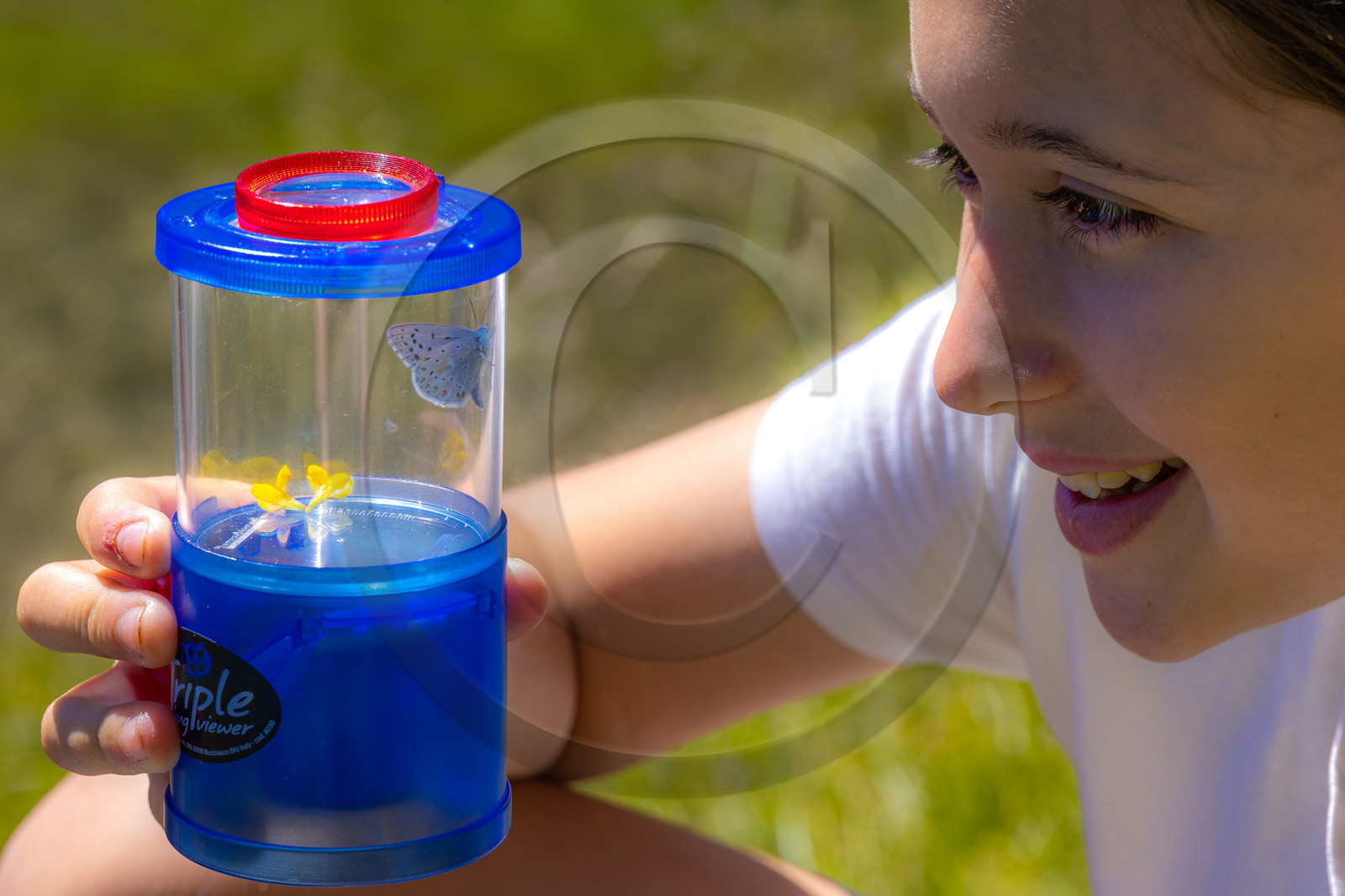 Observation de papillon