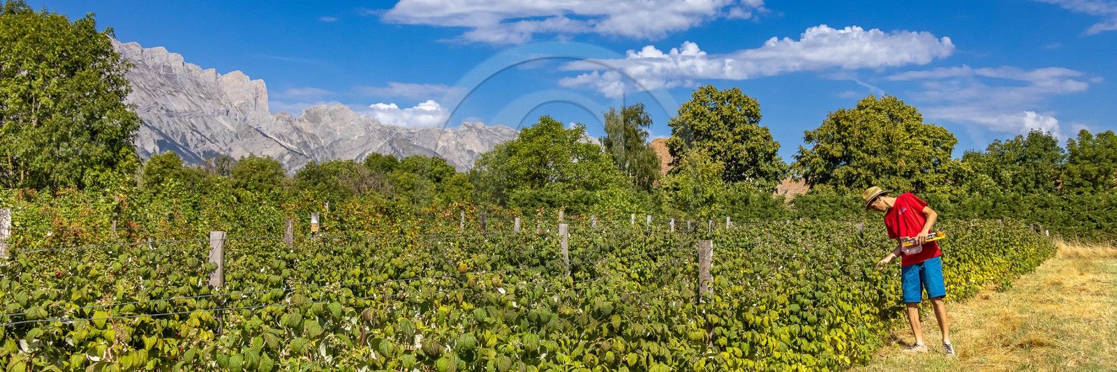 Ecrins de fruits, producteur de fruits rouges