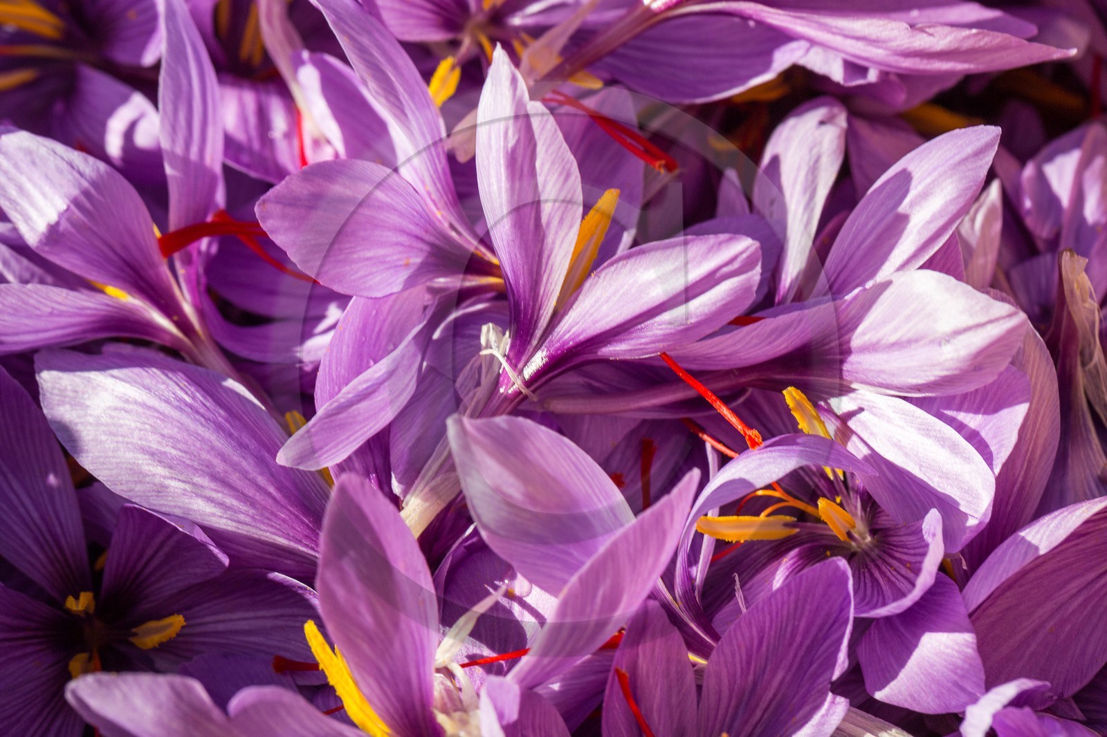 Carole Prost cultive du safran qui ensoleille ses créations