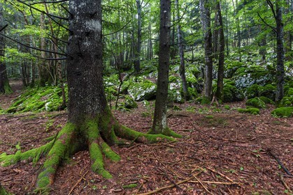 ENS de l'Isère, Les Ecouges