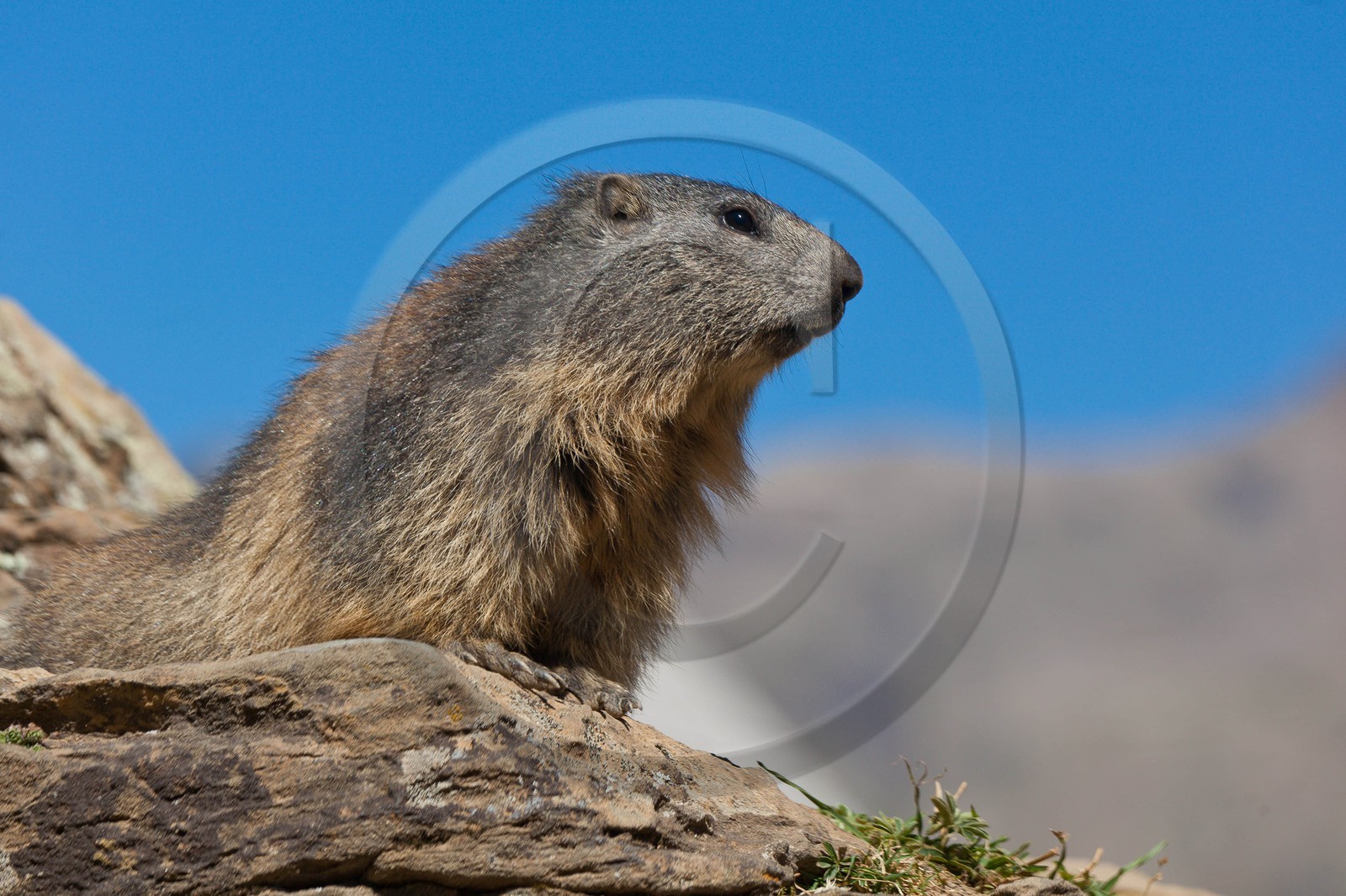 Marmotte des Alpes (Marmota marmota)