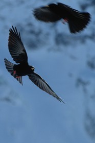 Chocard à bec jaune, Pyrrhocorax graculus