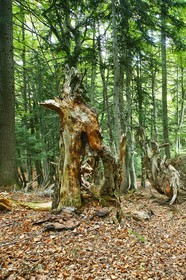 Bois du Chapitre