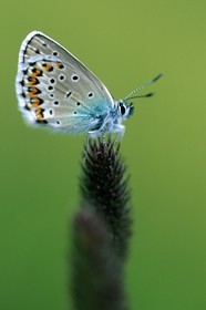 papillon, Azuré de l'ajonc, Plebejus argus