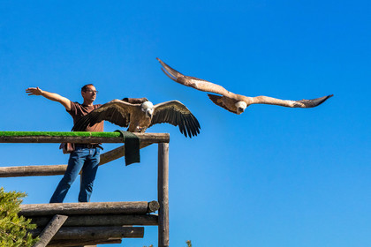Parc animalier de Serre-Ponçon, vautour fauve, Gyps fulvus