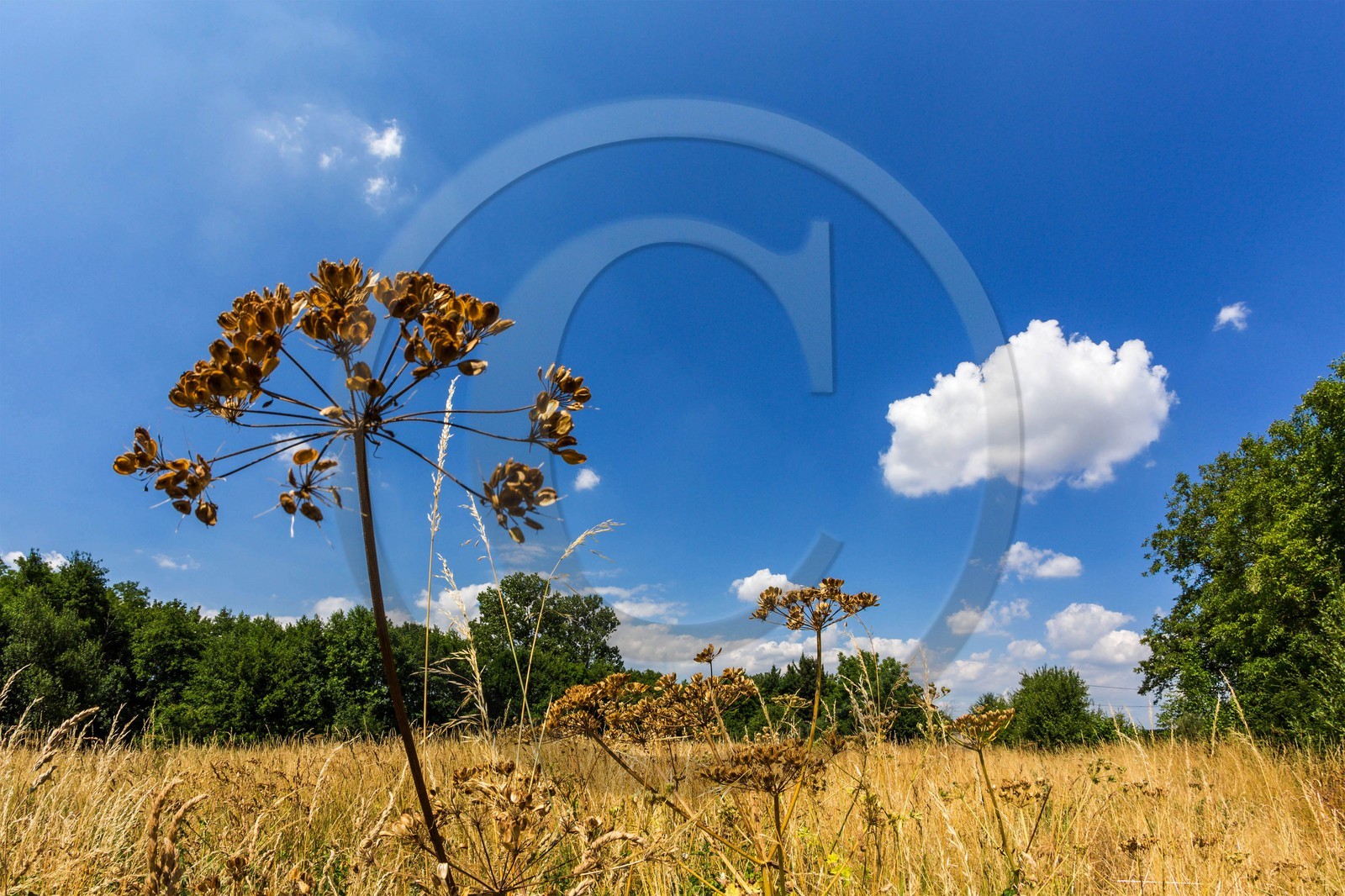 ENS de l'Isère, Zone humide de la Merlière