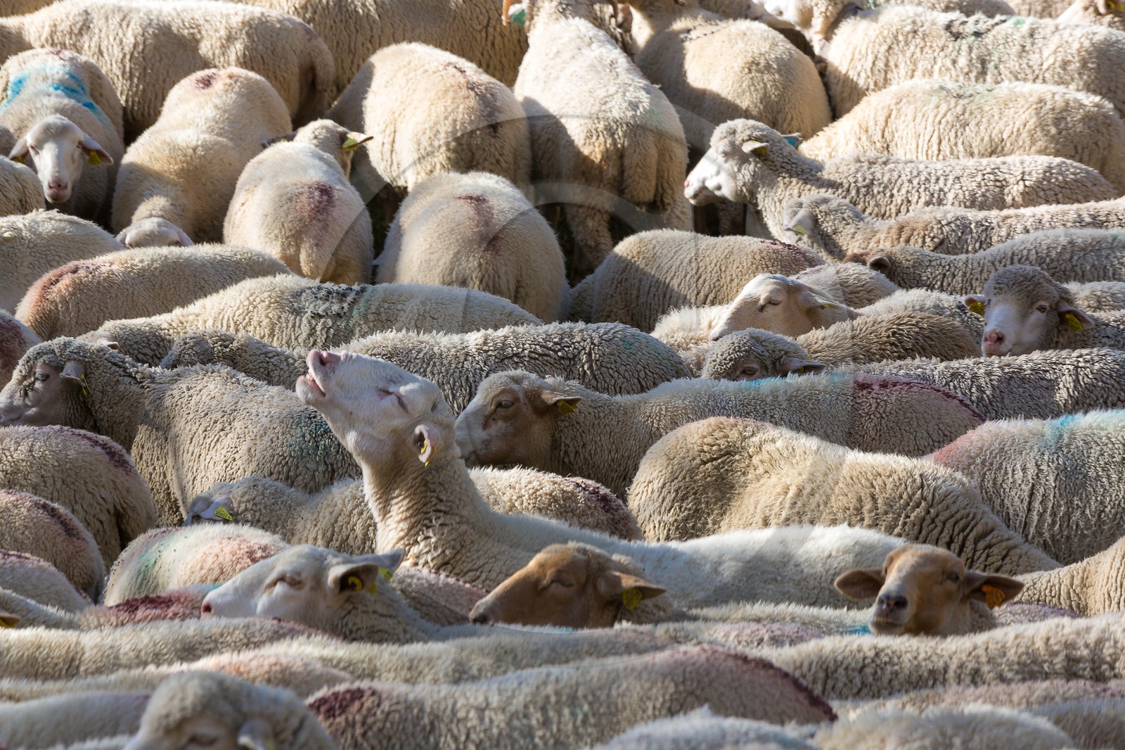 Le Désert, désenmontagnage