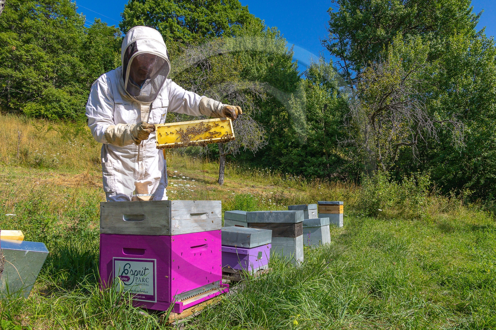 Jean-Jacques Daubert - Apiculteur