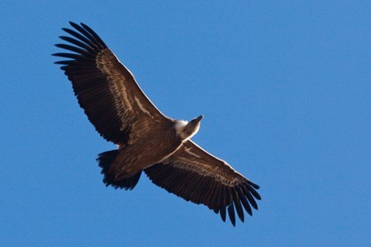 Vautour fauve, Gyps fulvus