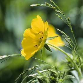 Potentille du Dauphiné, Potentilla delphinensis
