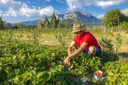 Ecrins de fruits, producteur de fruits rouges
