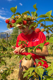 Ecrins de fruits, producteur de fruits rouges