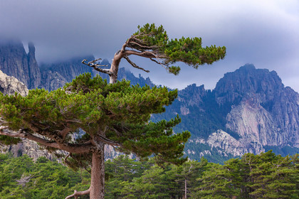 Les Aiguilles de Bavella (forchi di Bavedda )