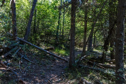 Forêt domaniale du Vanson