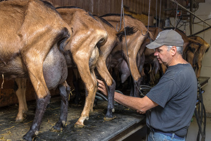 Gaec La Ferme des Ecrins