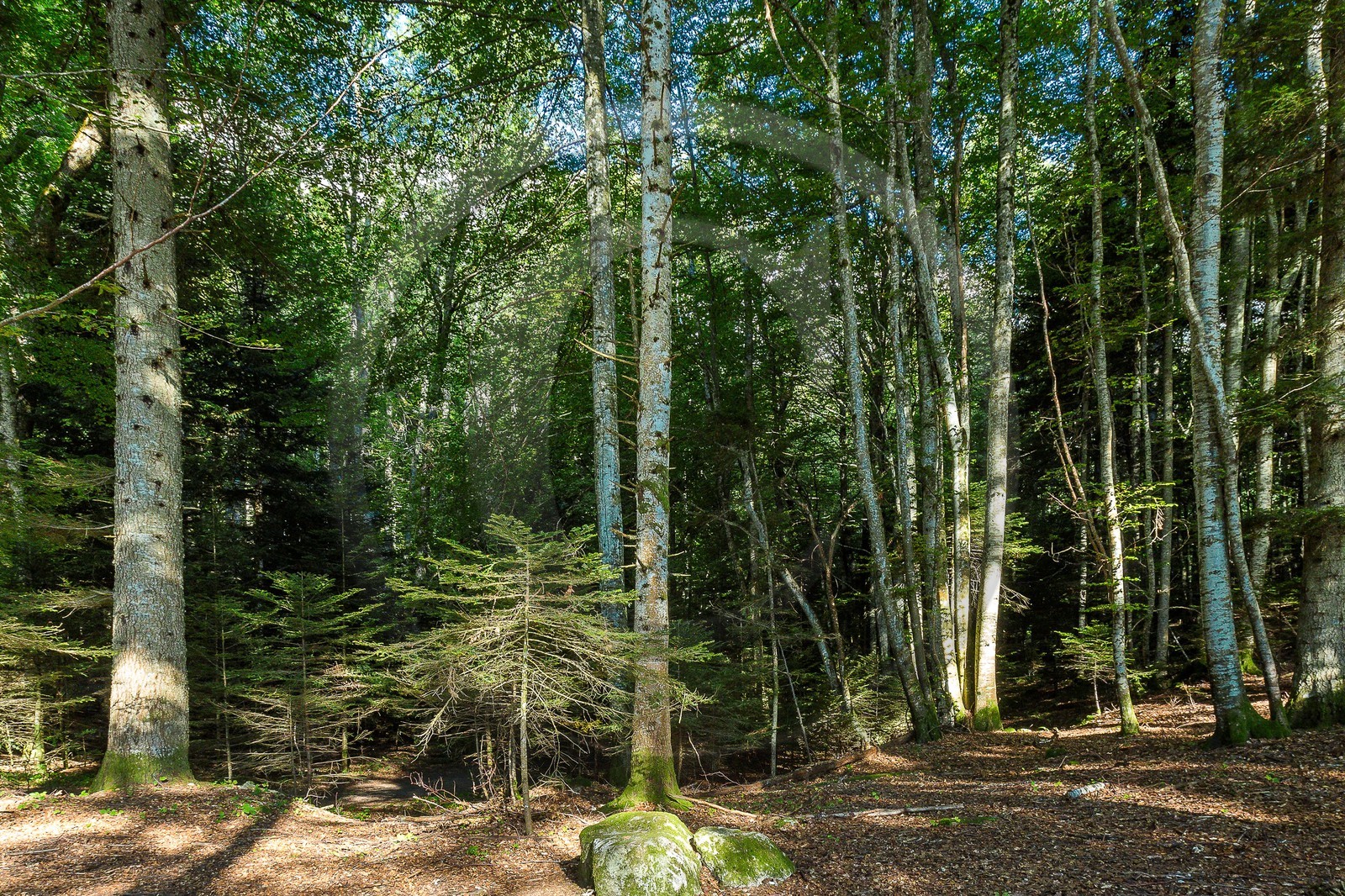 ENS de l'Isère,Tourbières du Peuil