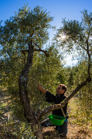 Le verger des Baux, Olivier Roman