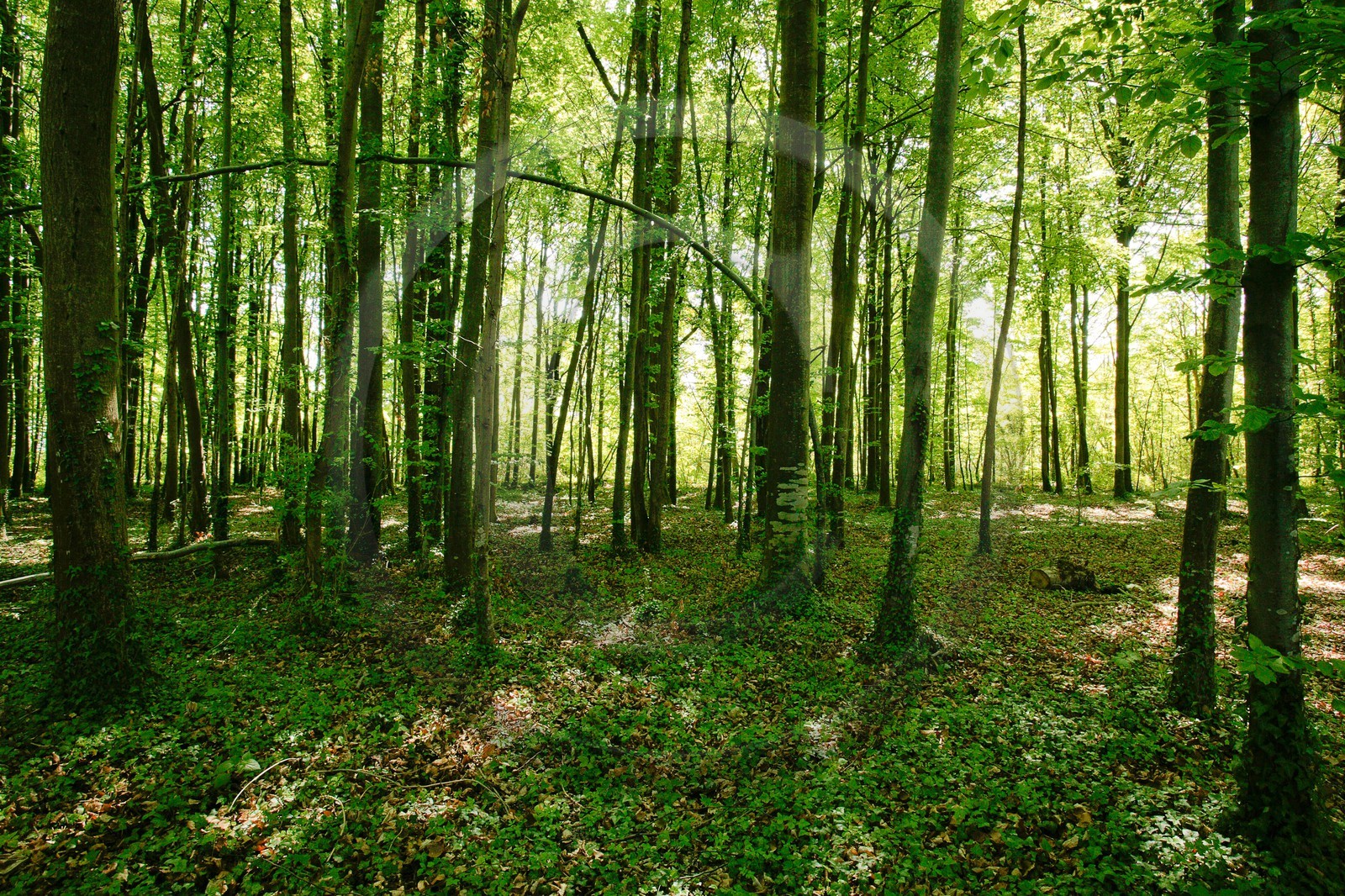 Forêt alluviale  de la réserve naturelle du delta de la Dranse