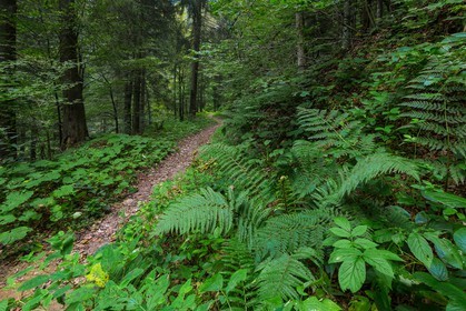 ENS de l'Isère, Les Ecouges