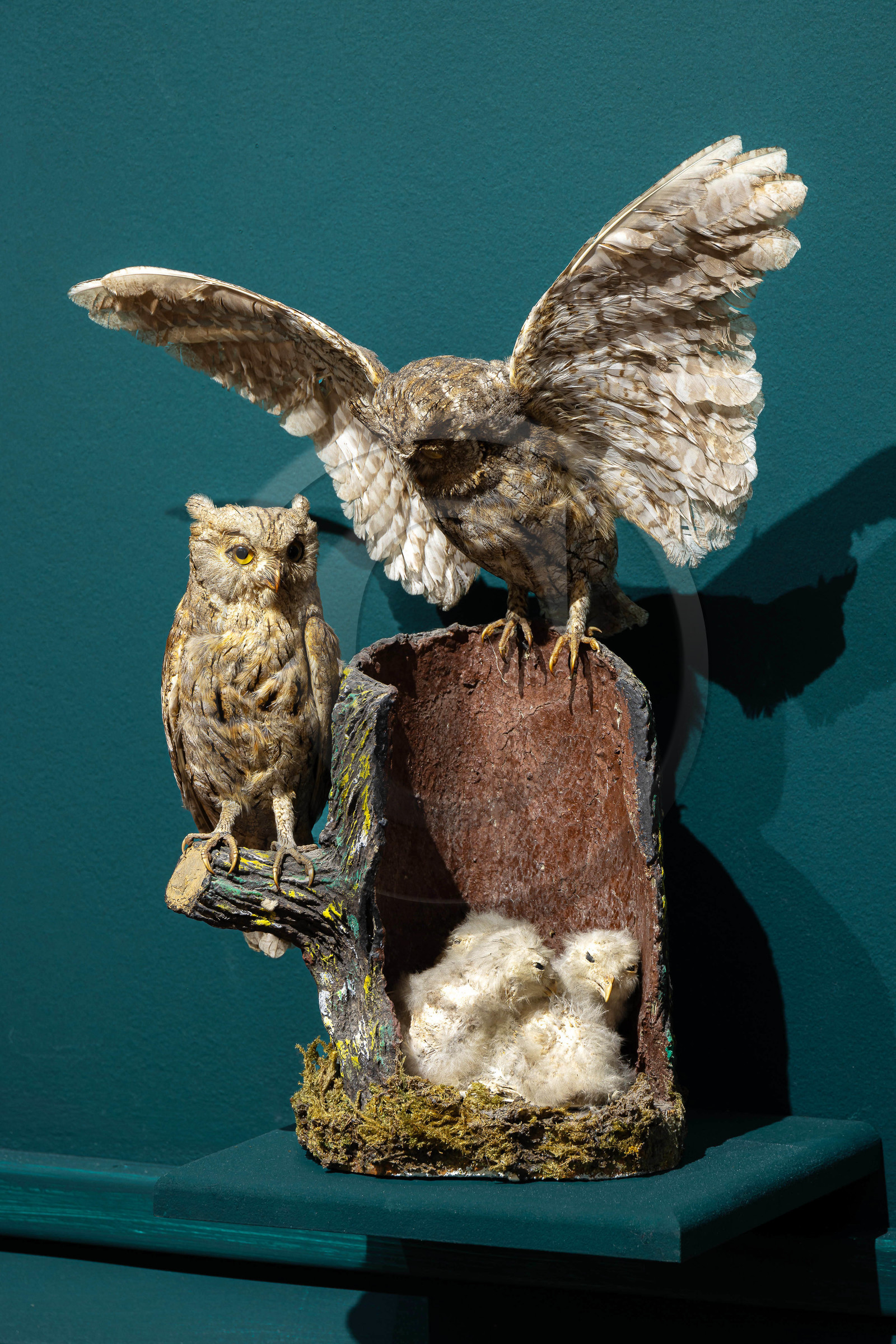 Musée Muséum départemental des Hautes-Alpes, Exposition Nuit