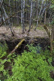 ENS de l'Isère, Marais des Seiglières