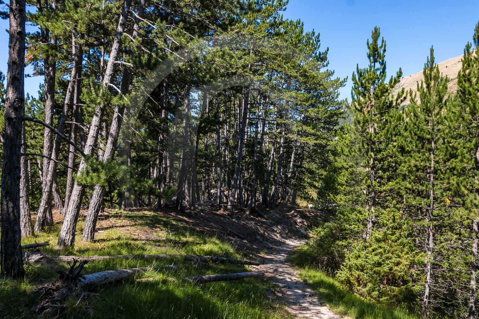 Forêt domaniale du Vanson