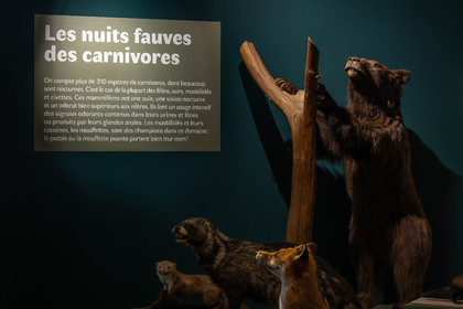 Musée Muséum départemental des Hautes-Alpes, Exposition Nuit