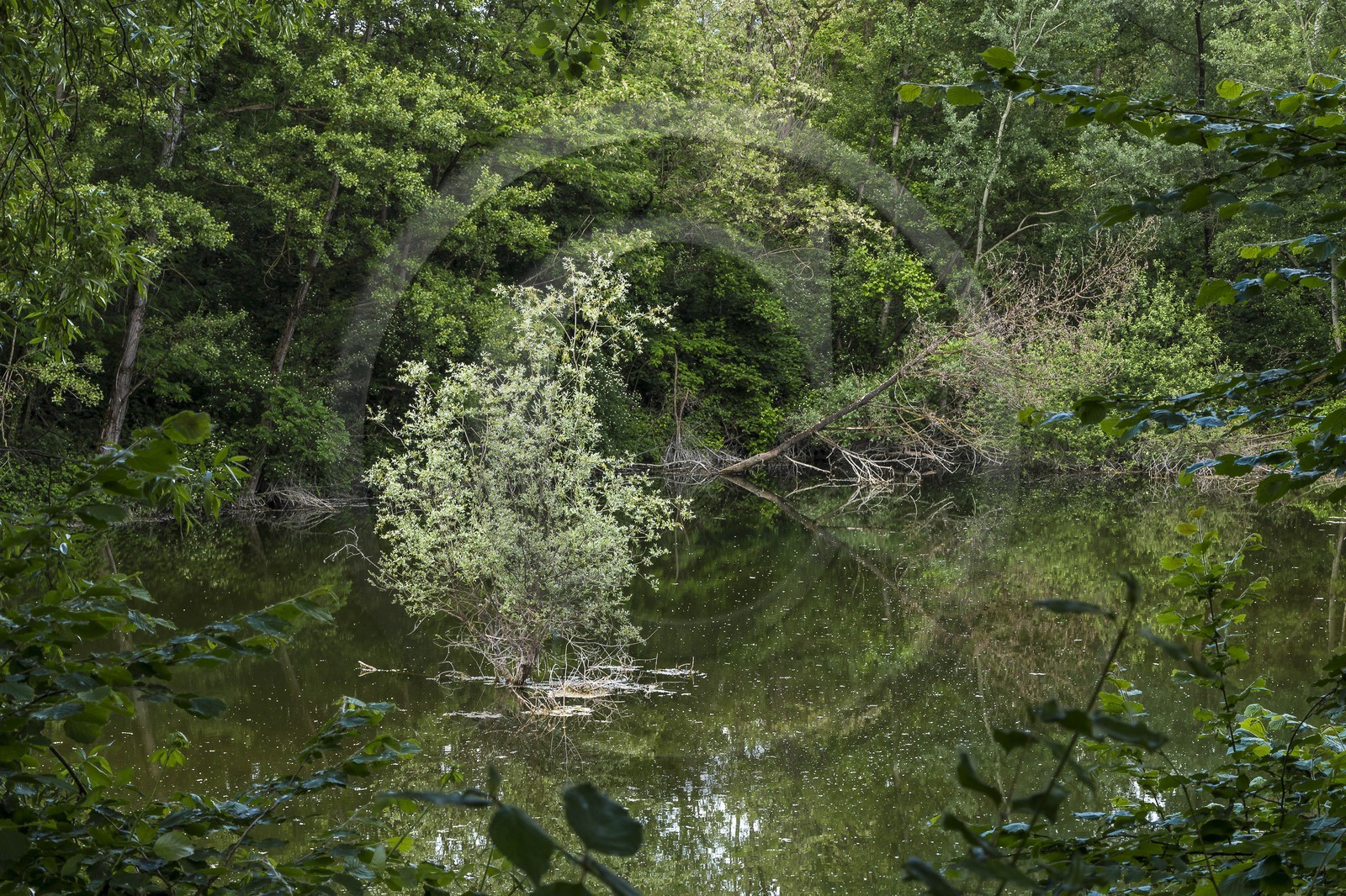 ENS de l'Isère, bois de la Bâtie