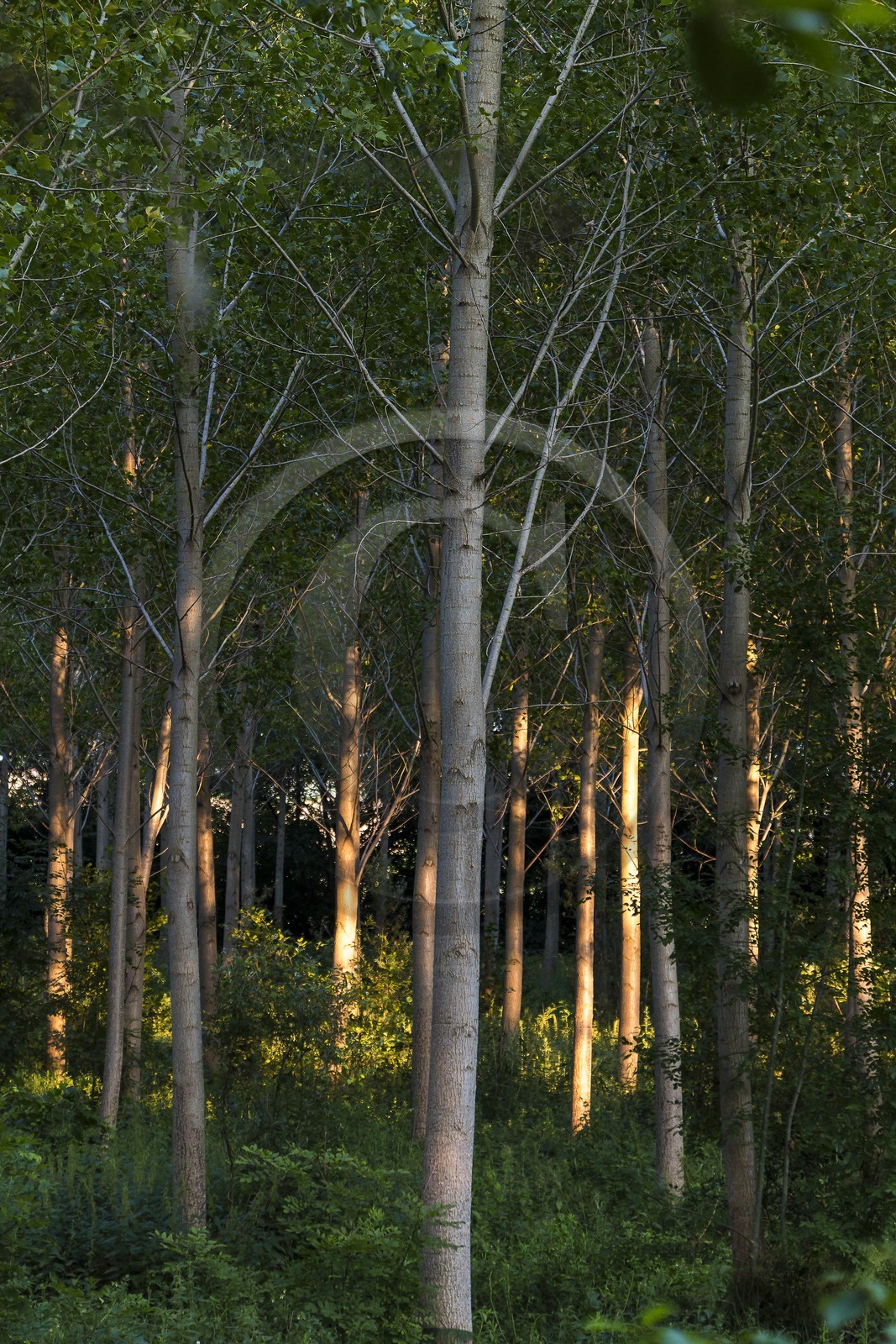 ENS de l'Isère, Prairies inondables de Pont-Évêque