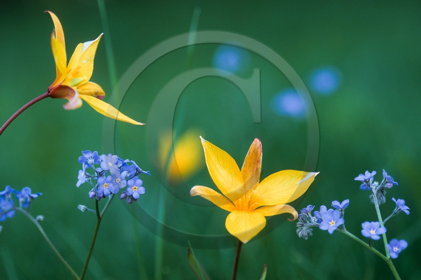 Tulipe australe, Tulipa australis, Myosotis alpestre, Myosotis alpestris