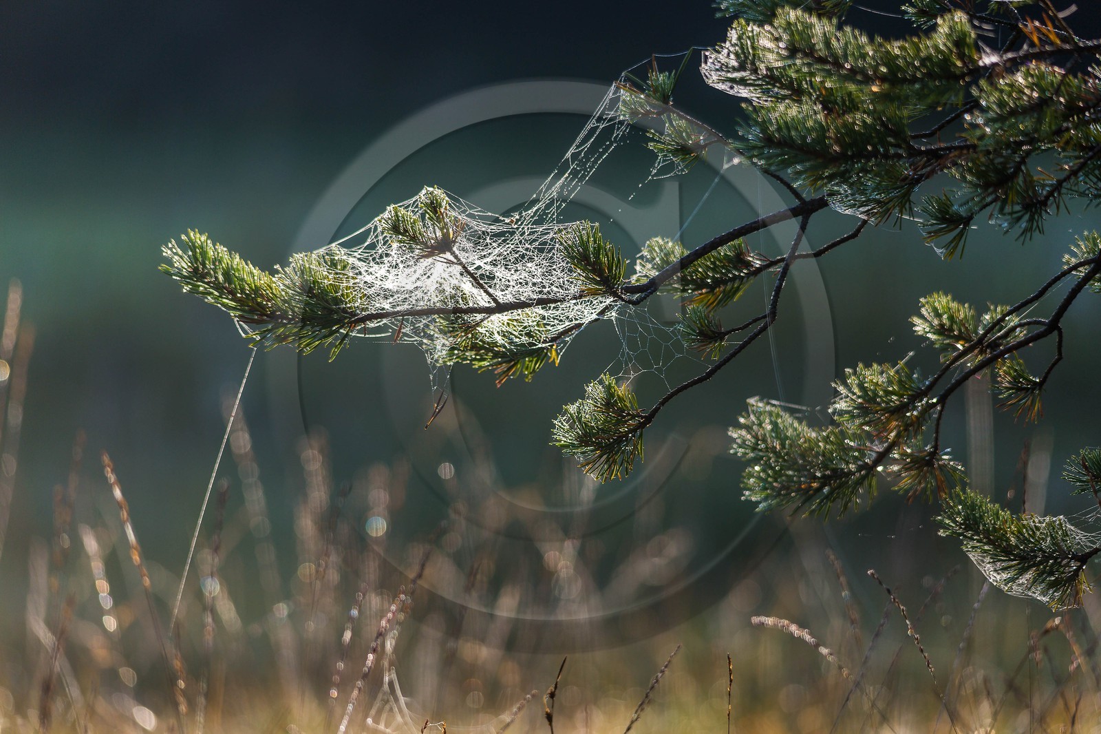 ENS de l'Isère,Tourbières du Peuil