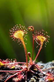 ENS de l'Isère, Tourbière des Planchettes, Rossolis à feuilles rondes (Drosera rotundifolia)