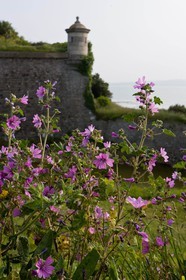 Saint-Vaast-la-Hougue